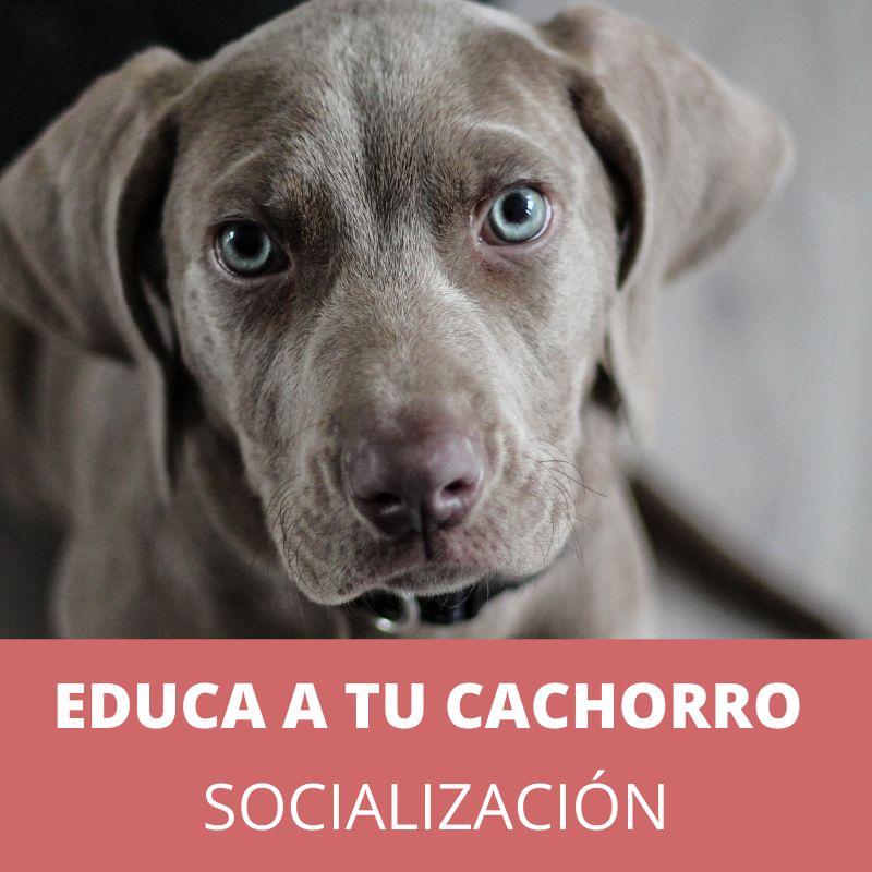Webinar del cachorro I: Socialización y estimulación temprana.