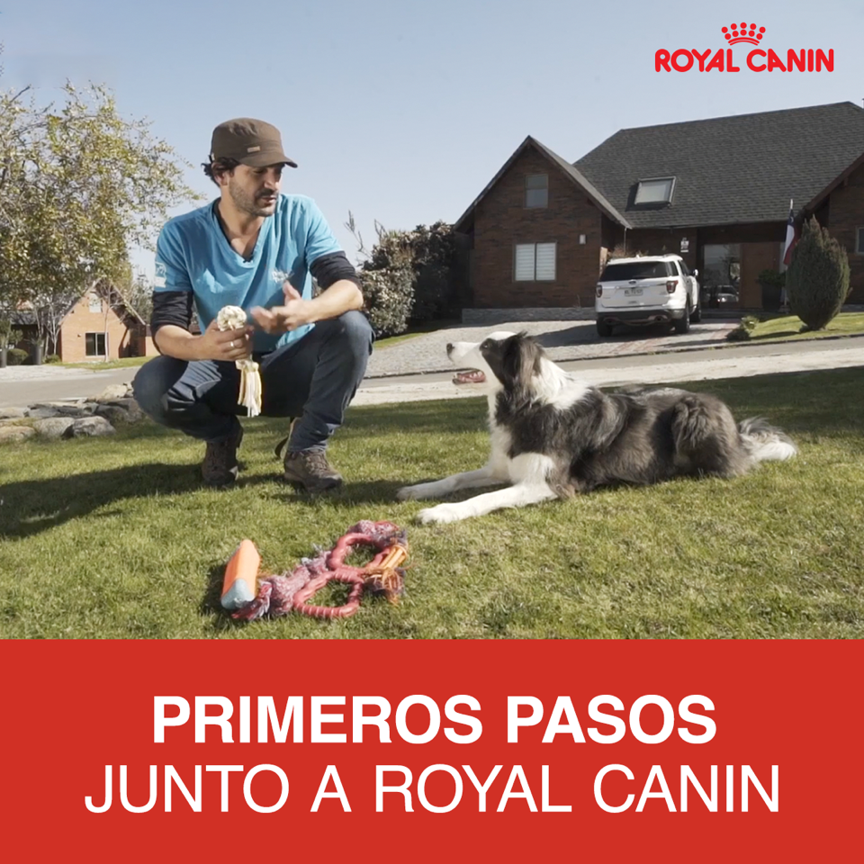 Webinar Primeros pasos junto a Royal Canin